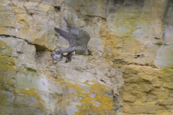Peregrine falcon (Falco peregrinus), adult female flying with prey in front of picturesque rocky