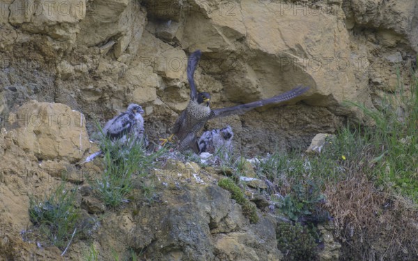 Peregrine falcon (Falco peregrinus), adult female taking off from Felsenhorst after feeding