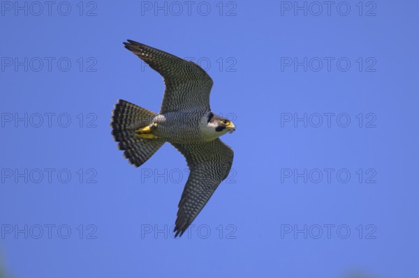 Peregrine falcon (Falco peregrinus), adult male flying against a blue sky, biosphere area, Swabian