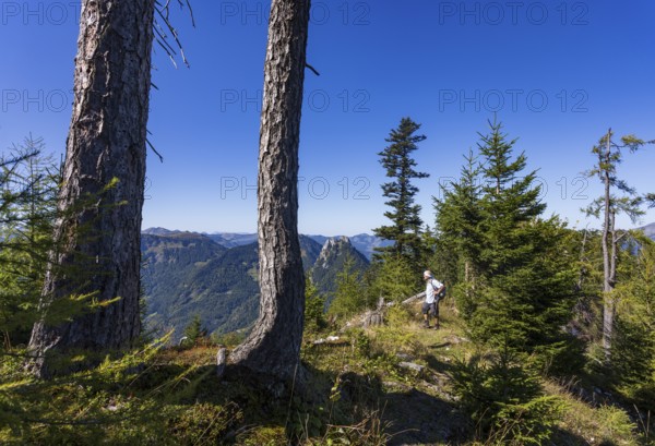 Hikers on the way to Rettenkogel, Postalm, Osterhorn Group, Salzkammergut, Province of Salzburg,