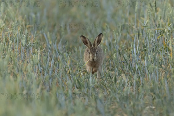 European brown hare (Lepus europaeus) juvenile baby leveret animal running in a farmland wheat