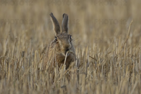 European brown hare (Lepus europaeus) adult animal feeding on a wheat sheath in a farmland stubble