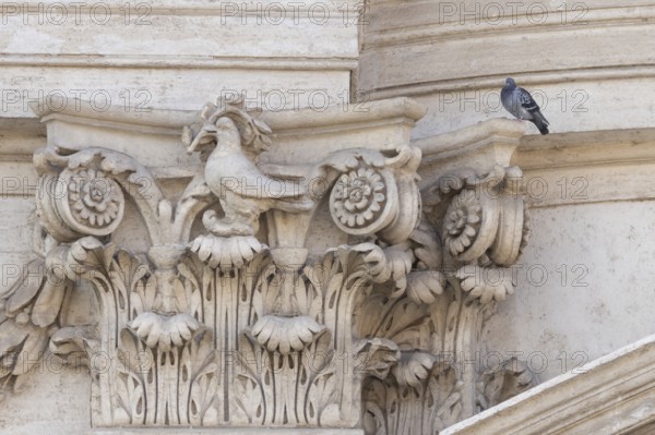 Feral dove (Columba livia) adult bird on a building with a peace dove bird sculture in the city of