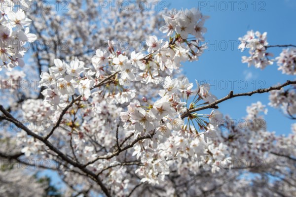 Cherry tree blossoms in spring, Yoyogi Park, Hanami Festival, Shibuya Ward, Shibuya District,
