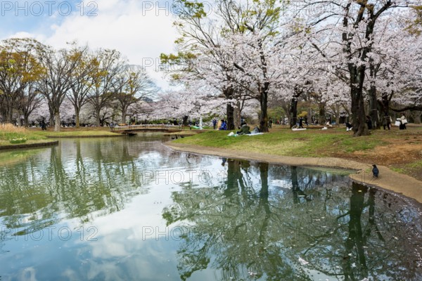 Reflection in a pond, cherry trees blooming in spring, Yoyogi Park, Hanami Festival, Shibuya Ward,