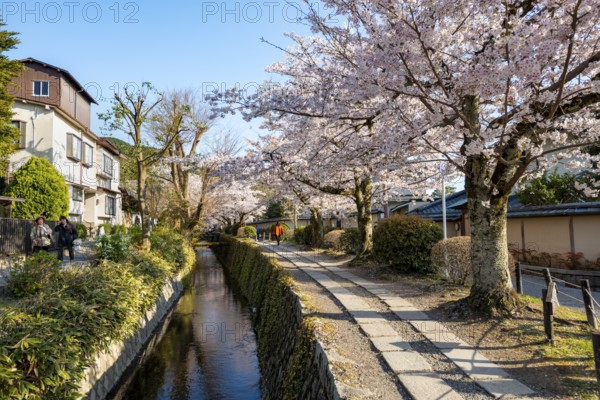 Footpath along a canal, cherry blossoms in spring, Philosopher's Path or Tetsugaku no michi, Kyoto,