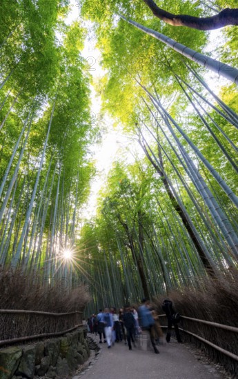 Visitors on their way through bamboo forest, long exposure, towering bamboo stems in Arashiyama