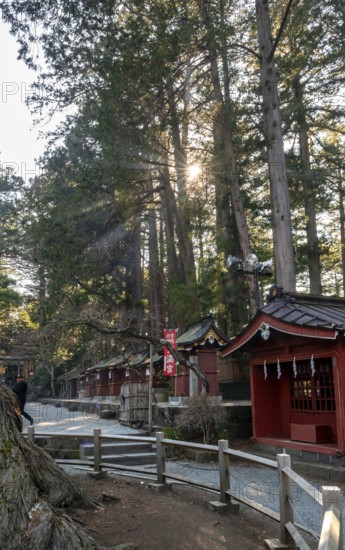 Sun shining through cedar forest, Shinto Shrine, Kitaguchi-hongu Fuji Sengen Shrine, Shinto shrine