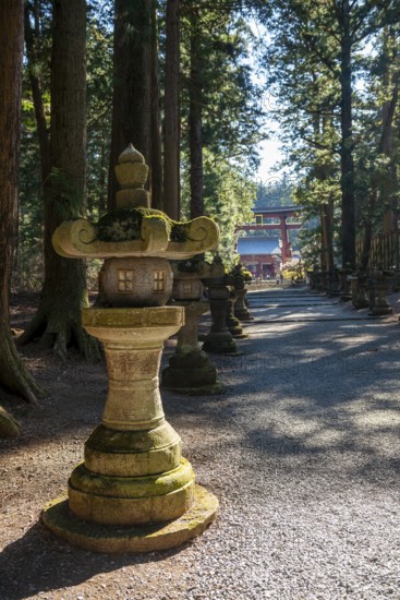 Toro stone lantern on a cedar alley with a view of Grand Torii Gate, Kitaguchi-hongu Fuji Sengen