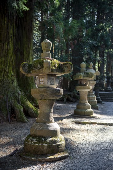 Toro stone lanterns on cedar alley, Kitaguchi-hongu Fuji Sengen Shrine, Shinto Shrine, Fujiyoshida,