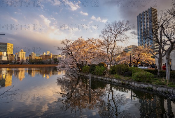 Skyscrapers reflected in lake at sunset, Shinobazu pond, lakeside cherry blossoms in spring, Hanami