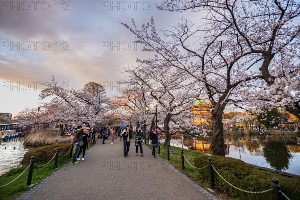 Lakeside path at sunset, Shinobazu Pond, lakeside cherry blossoms in spring, Hanami Festival, Ueno