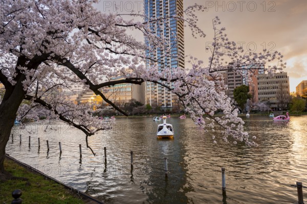 Paddleboats in lake at sunset, Shinobazu pond, lakeside cherry blossoms in spring, Hanami Festival,