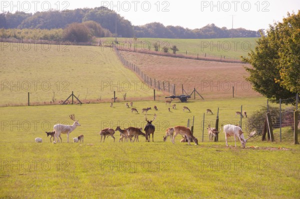 Red deer in an outdoor enclosure, Cape Arkona, Wittow Peninsula, Putgarten, Rügen Island,