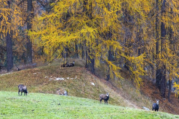 Chamois (Rupicapra rupicapra) in front of yellow larches (Larix), autumn, Zernez, Engadin,