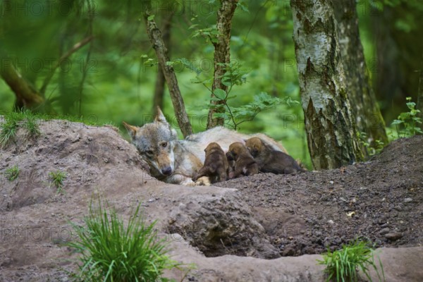 A resting female wolf suckles her puppies in the protective forest, wolf (Canis lupus), summer,