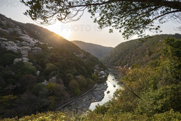 Hilly Landscape with River, Blooming Cherry Trees on Katsura River, Sagakamenoocho, Arashiyama,