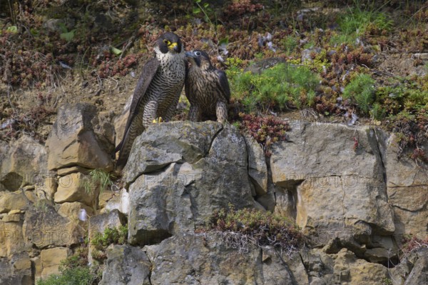 Peregrine falcon (Falco peregrinus), Peregrine falcon, young bird begging for food, biosphere area,