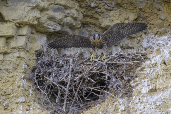 Peregrine falcon (Falco peregrinus), Peregrine falcon, young bird with open wings, biosphere area,