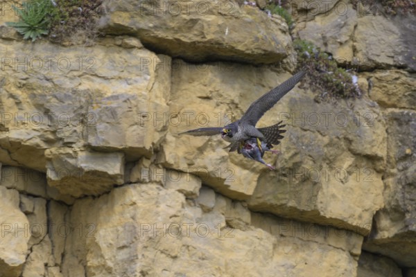 Peregrine falcon (Falco peregrinus), Peregrine falcon, flying with prey on a rock wall, biosphere