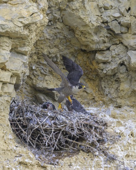 Peregrine falcon (Falco peregrinus), Peregrine falcon, adult bird starting after feeding the young,