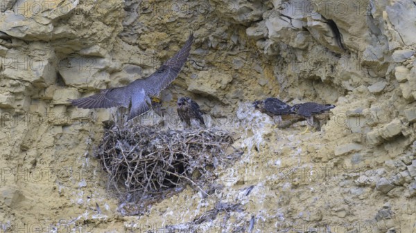 Peregrine falcon (Falco peregrinus), Peregrine falcon, adult bird brings food for its young in a
