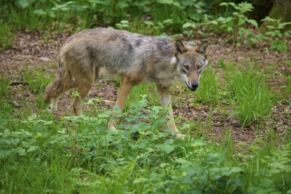 A watchful wolf walks carefully through the green undergrowth in the forest, surrounded by leaves,