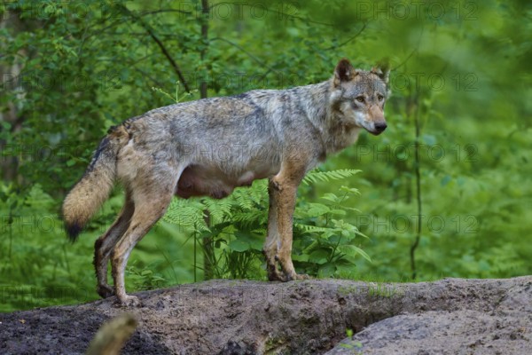 A female wolf with mammals stands quietly on a forest floor, surrounded by lush, green vegetation,