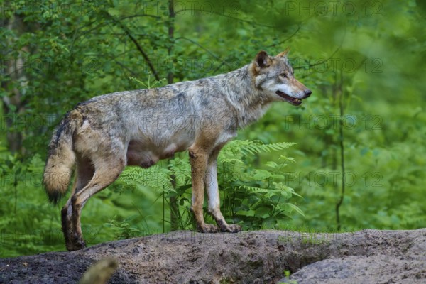 A female wolf with mammals stands on a hill and looks into the distance, surrounded by bright green