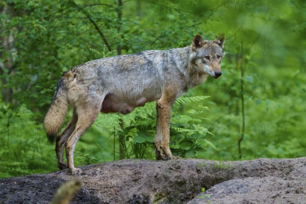 A female wolf with mammals in a thick forest, surrounded by green vegetation, gives a feeling of