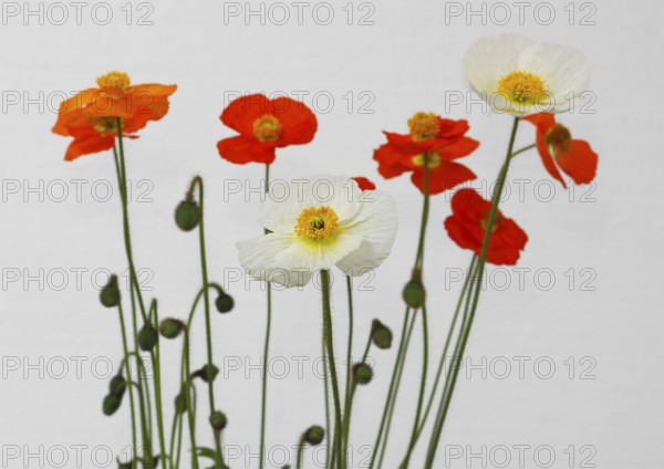 Icelandic poppy (Papaver nudicaule), flowers in the studio, white background, North