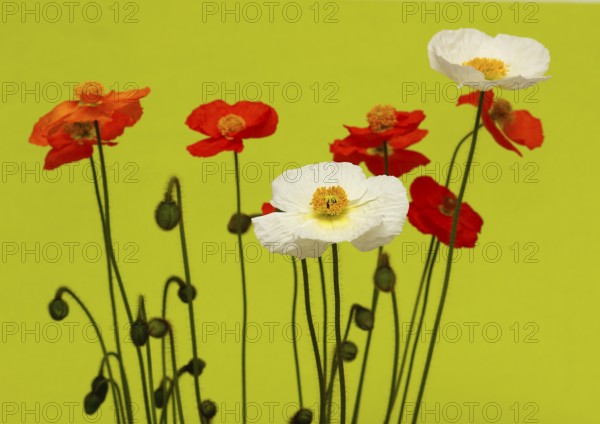 Icelandic poppy (Papaver nudicaule), flowers in the studio, light green background, North