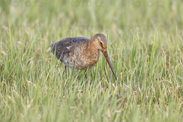 Blacktail (Limosa limosa) runs on the shore of a lake in a moor, snipe birds, wildlife, nature