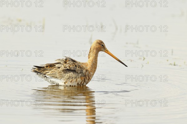 Greenpike (Limosa limosa) runs in shallow water in a moor during morning fog, snipe birds,