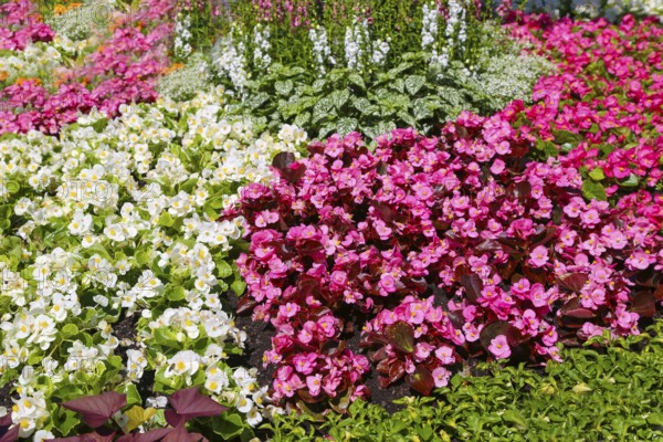 Ice begonia (Begonia semperflorens), flower bed begonia, God's eye, white and pink flowers,