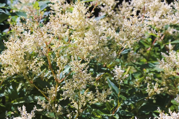 Magnificent spiers (astilbe), white blossoms, flowers, plants, shrubs, gardens, Baden-Württemberg,