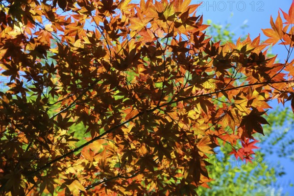 Maple (Acer), tree, orange, red leaves, leaves in autumn colors, plants, gardens,