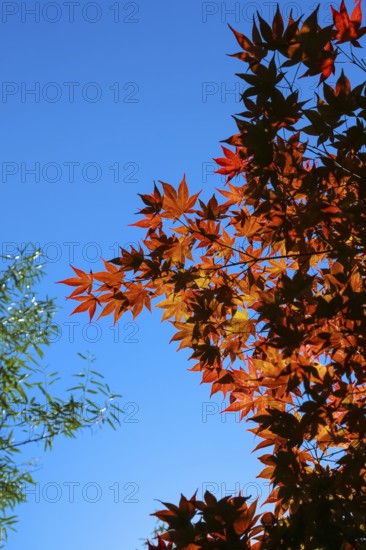 Maple (Acer), tree, orange, red leaves, leaves in autumn colors, plants, gardens, blue sky,