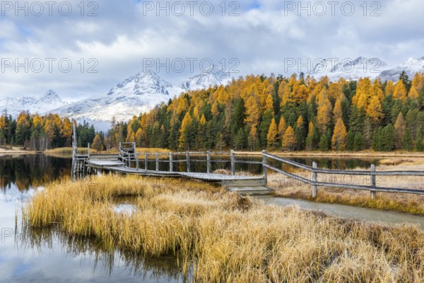Lake Stazer in front of mountain peaks with snow, mixed forest with larch (Larix) in autumn, wooden