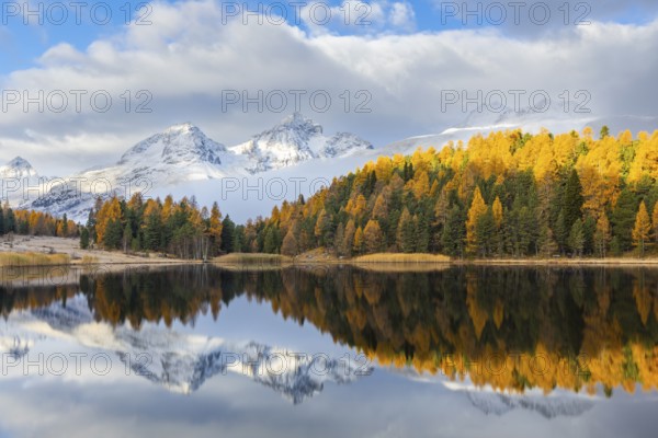 Lake Stazer in front of mountain peaks with snow, mixed forest with larch (Larix) in autumn color,