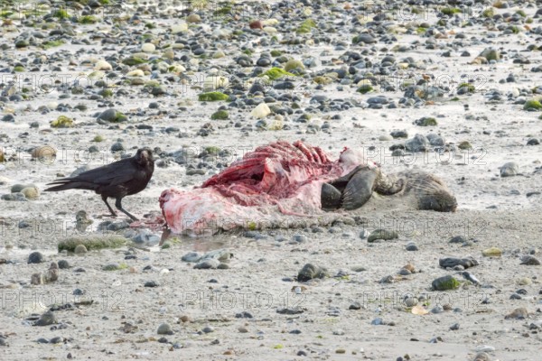 A crow (Corvus corone), carrion crow, crow stands on a quiet, rocky sandy beach with green algae