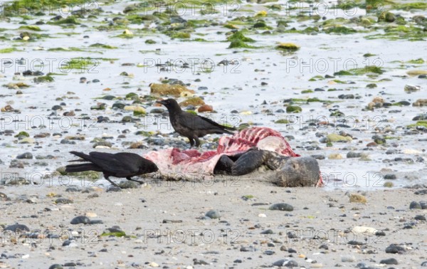 Two crows (Corvus corone), carrion crows, crows stand on a quiet, rocky sandy beach with green