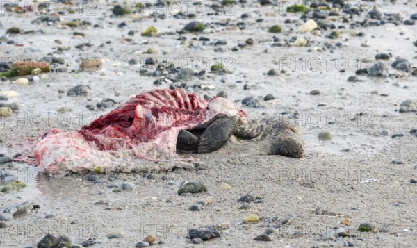 A dead grey seal (Halichoerus grypus) with broken body and visible red flesh and rib bones lies on