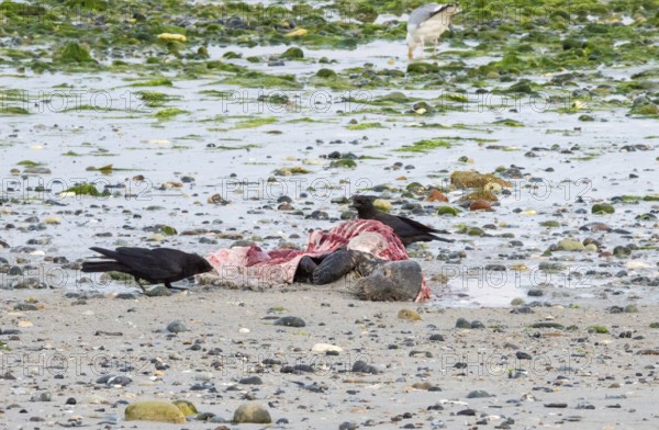 Two crows (Corvus corone), carrion crows, crows stand on a quiet, rocky sandy beach with green