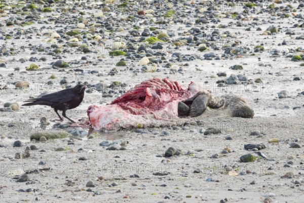A crow (Corvus corone), carrion crow, crow stands on a quiet, stony sandy beach with green algae
