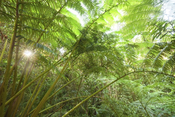 The impressive royal fern Angiopteris evecta in the tropical rainforest illuminated by the sun,