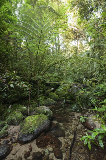 The impressive royal fern Angiopteris evecta in the tropical rainforest of Queensland on the