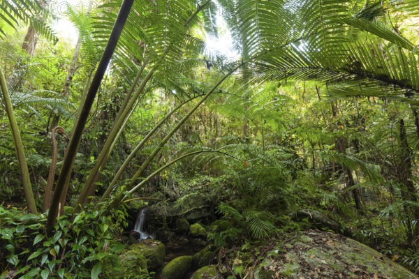 The impressive royal fern Angiopteris evecta in the tropical rainforest of Queensland on the