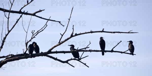 Cormorants (Phalacrocoracidae) sit on the branches of a dead tree, Drake, Lower Middle Rhine