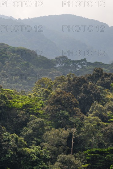 Landscape with tropical mountain rain forest, hills and treetops, Bwindi Impenetrable Forest,